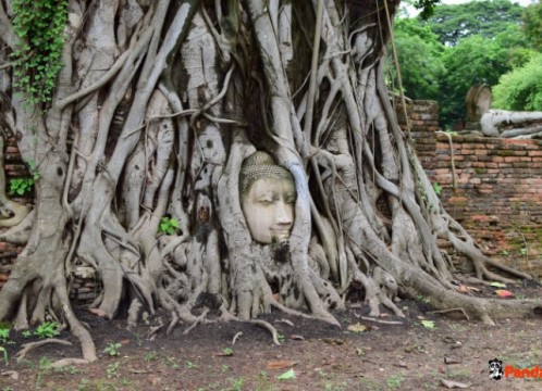 ワットマハタート